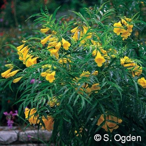 Narrow Leaf Yellow Bells
