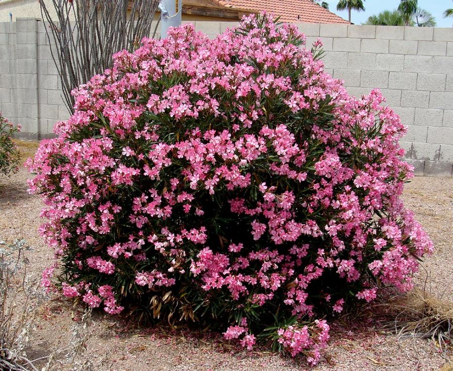 Oleander- Petite Pink