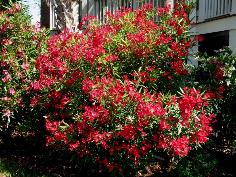 Oleander- Petite Red