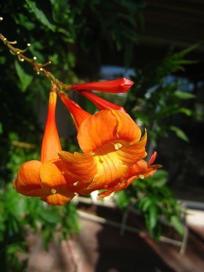 Orange Jubilee