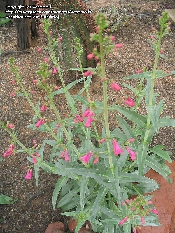 Penstemon - Parry’s