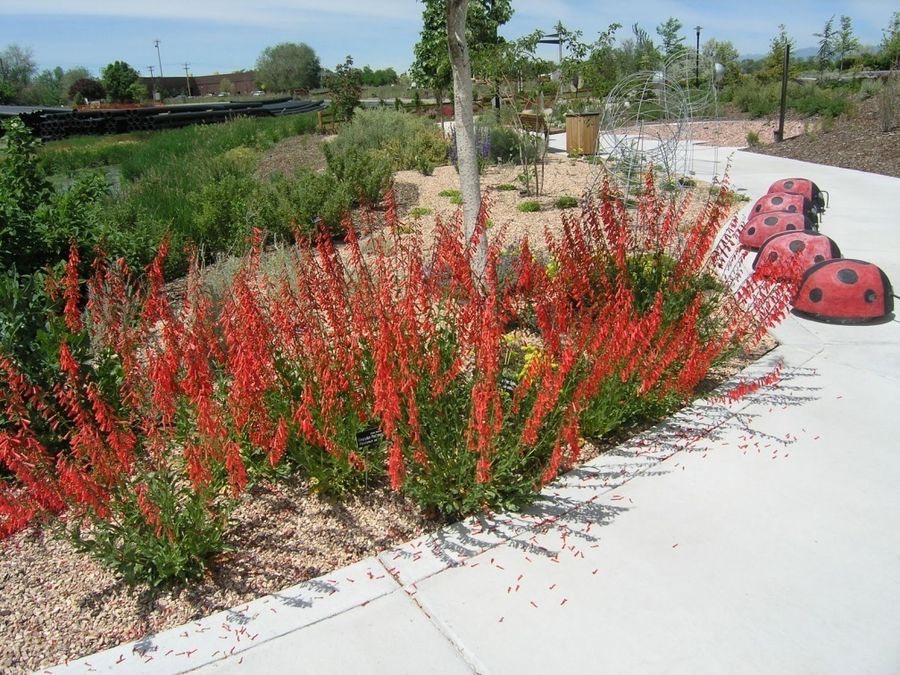Penstemon – Firecracker