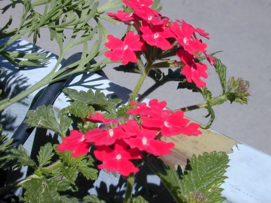 Peruvian Verbena