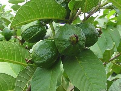 Pineapple Guava