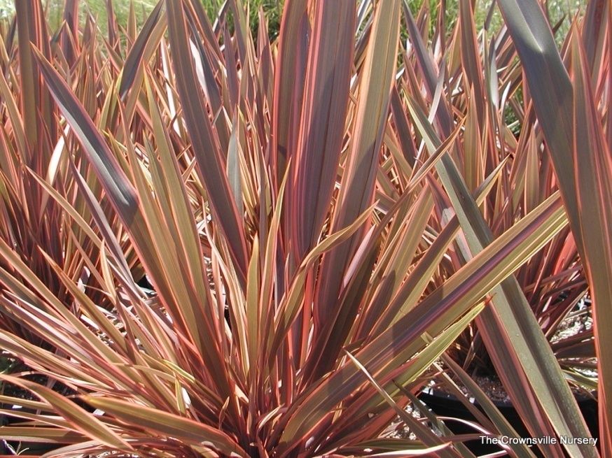 Phormium