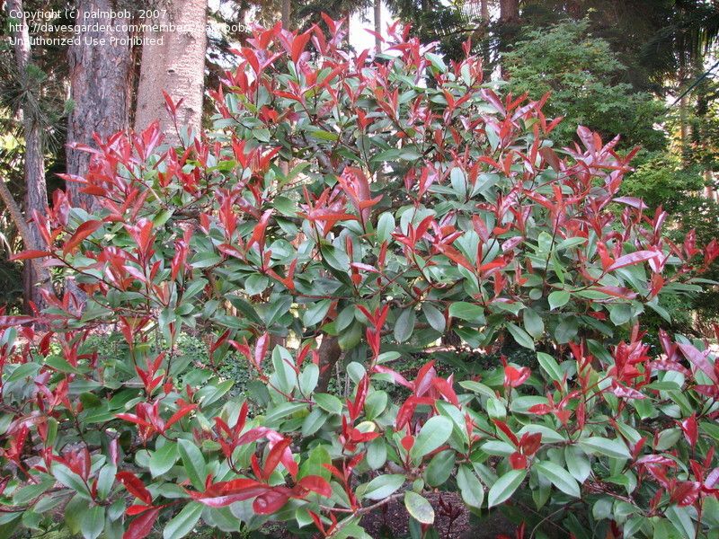 Photinia – ‘Fraser’s’