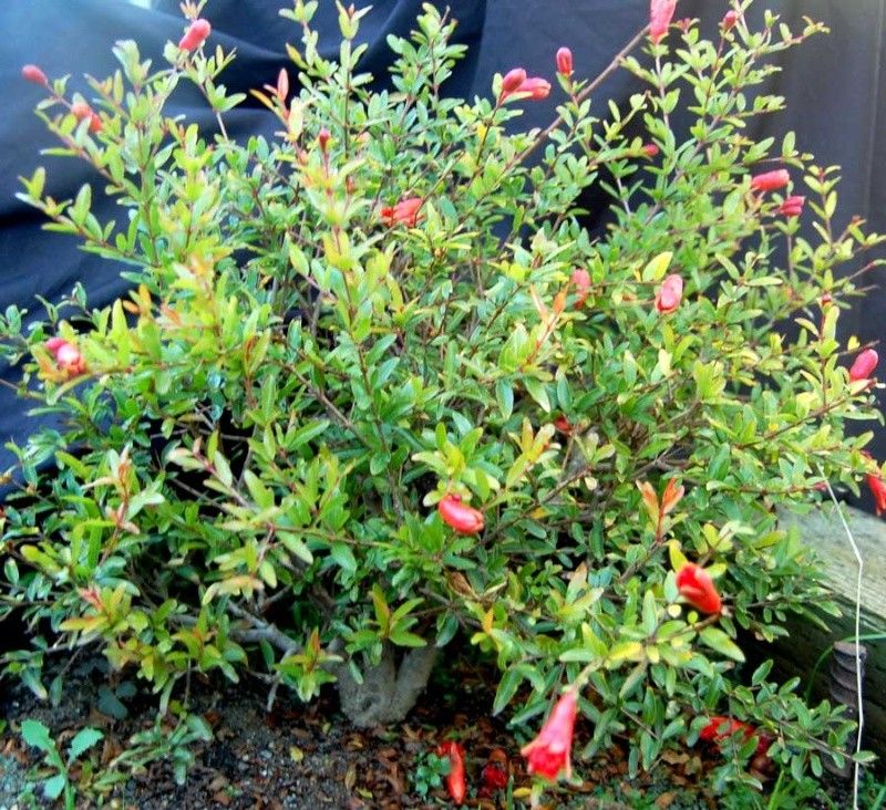 Pomogranate – Dwarf