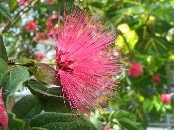 Pink Powder Puff