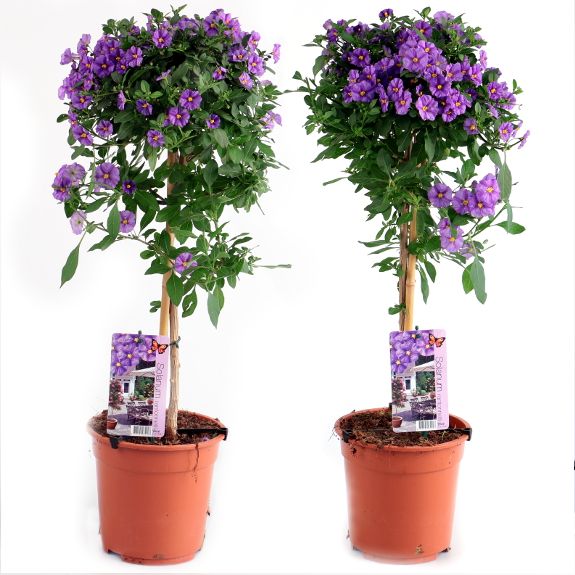 Purple Potato Bush