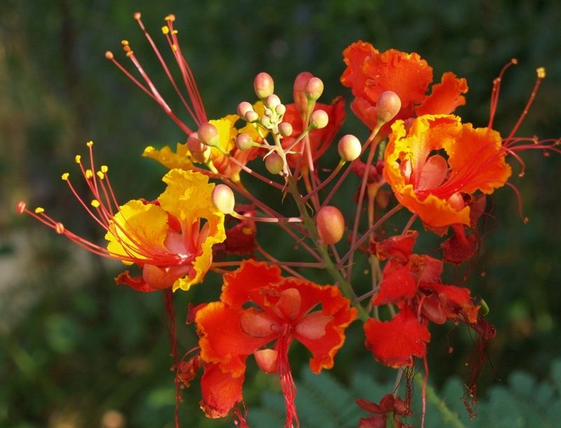 Red Bird of Paradise