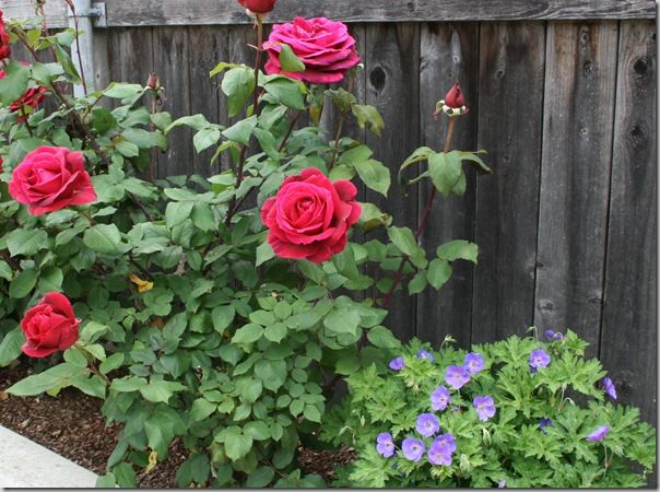 Rose Bush