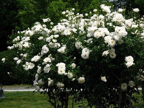 Rose – Iceberg