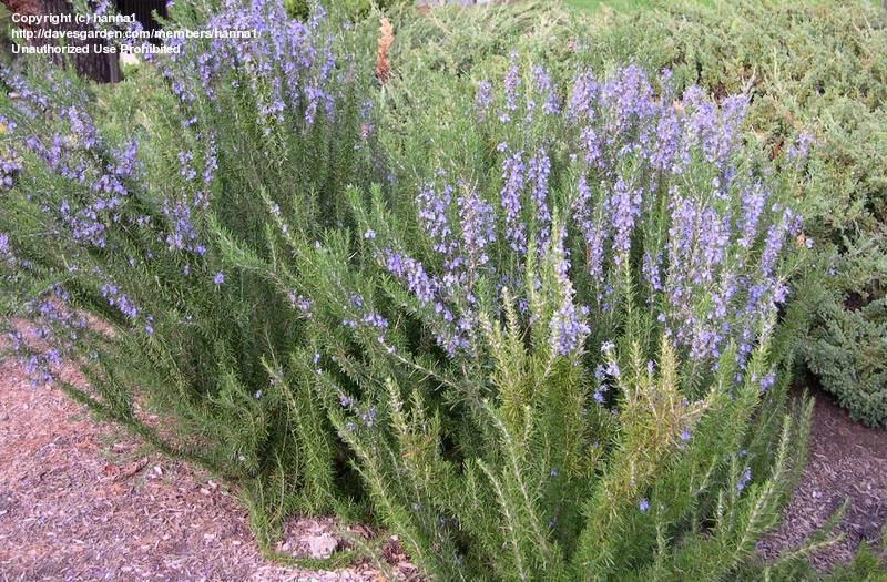 Rosemary – Upright