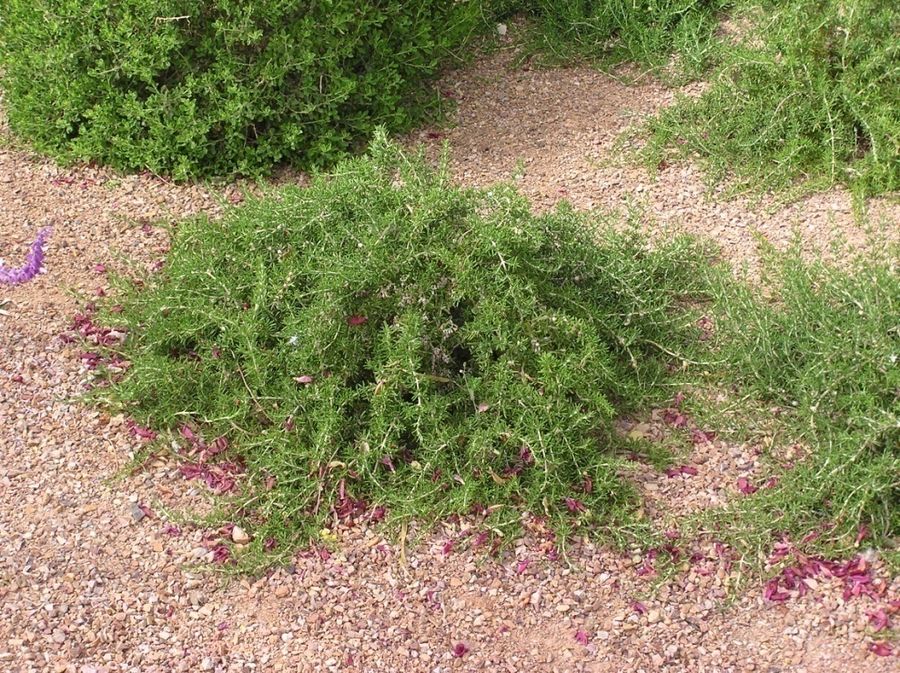 Rosemary – Trailing