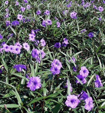 Ruellia – ‘British’