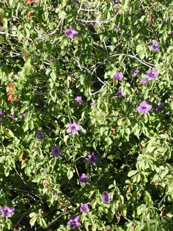Ruellia – Desert/Baja