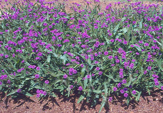 Sandpaper Verbena