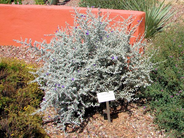 Silver Cloud Sage