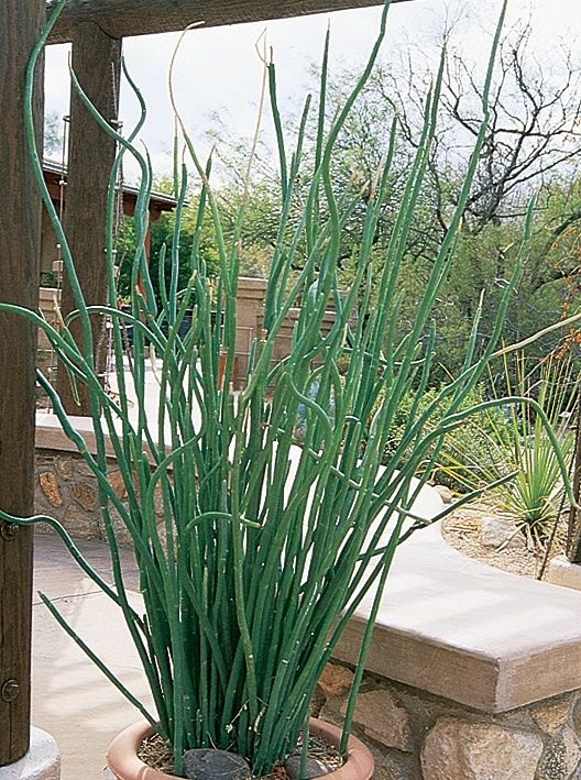 Slipper Plant