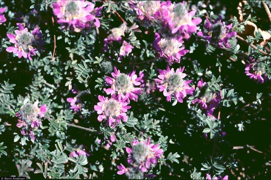 Trailing Dalea