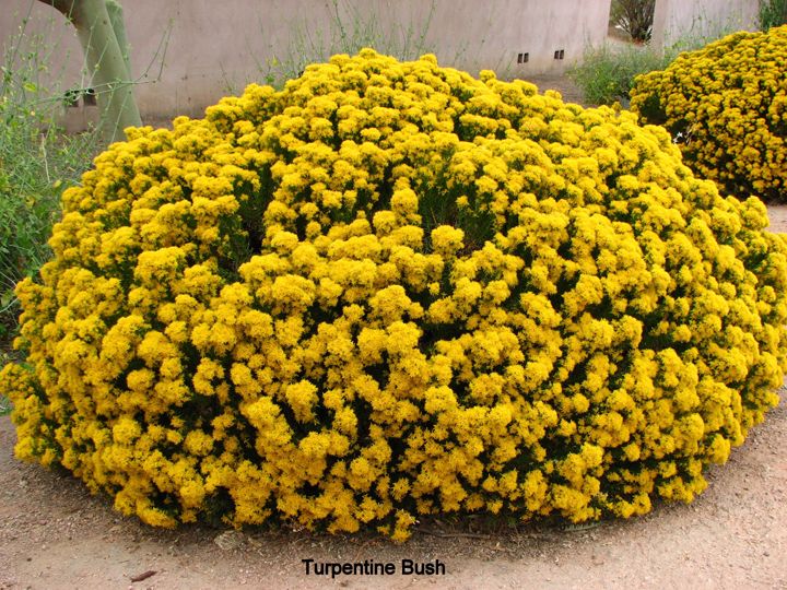 Turpentine Bush