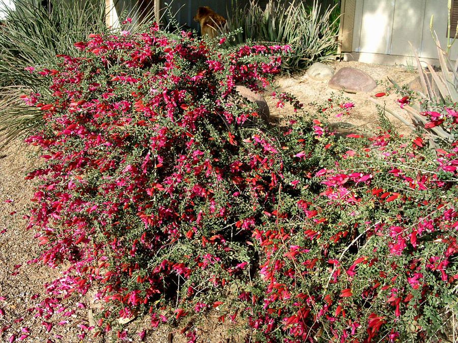Valentine Bush