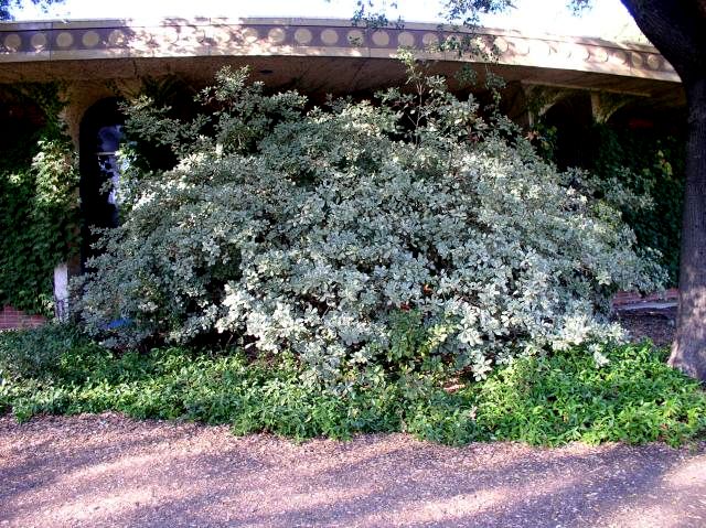 Variegated Mock Orange