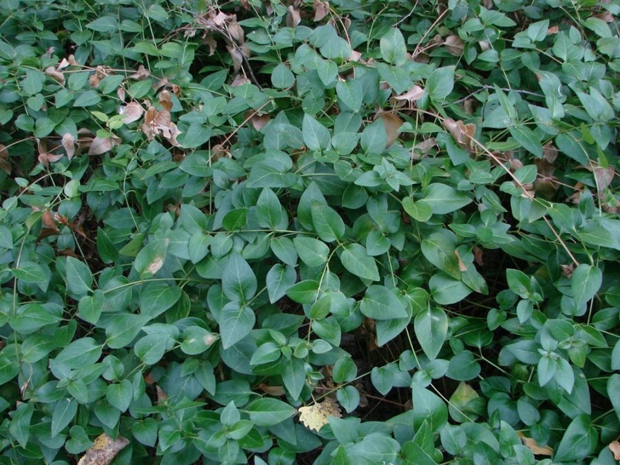 Periwinkle