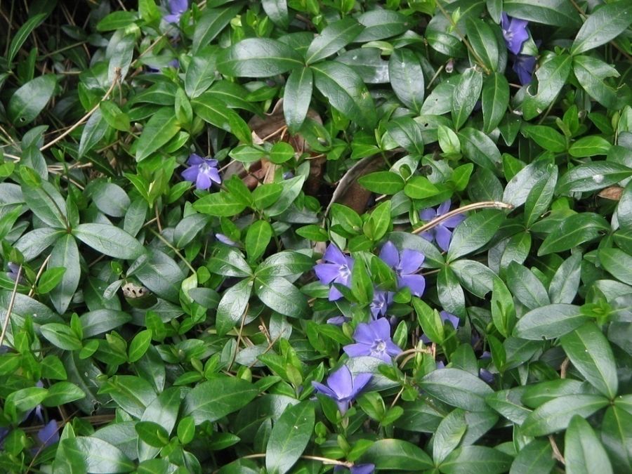 Vinca minor