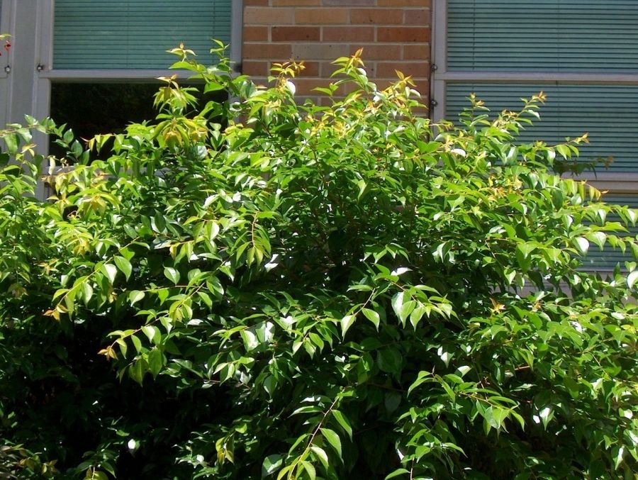 Xylosma