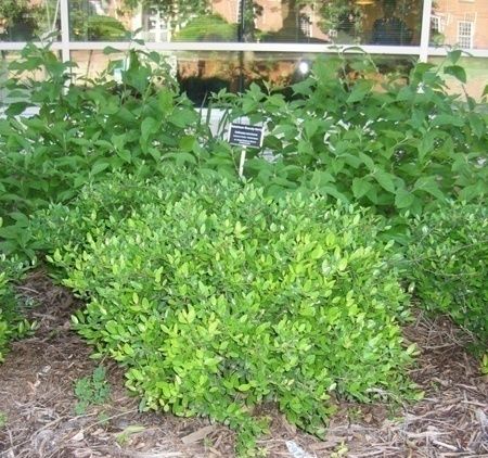 Yaupon Holly – Dwarf