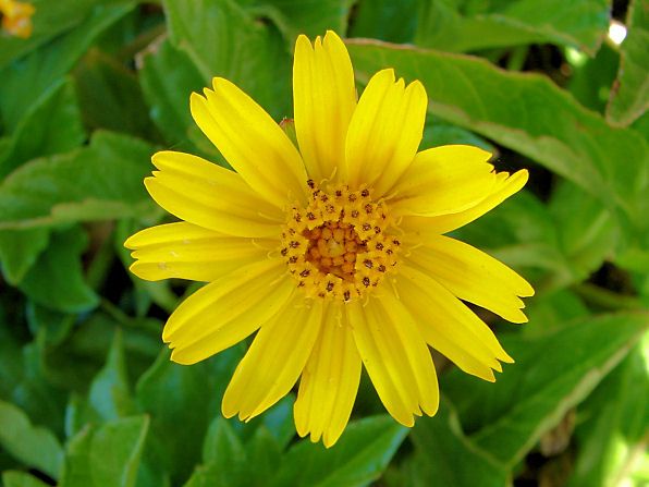 Yellow Dot
