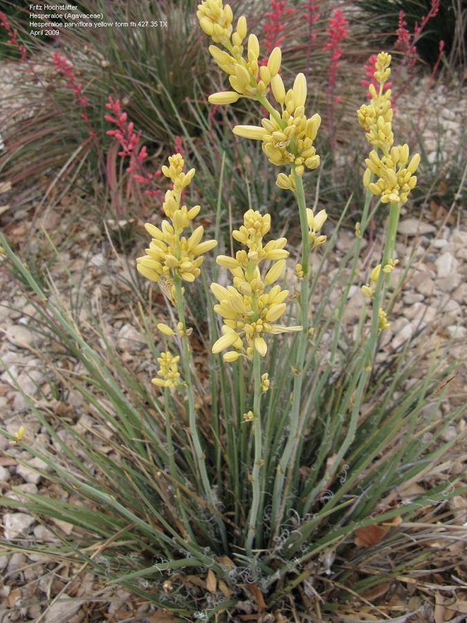 Yellow Hesperaloe