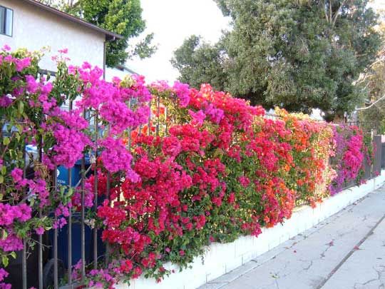 Bougainvillea – Vine