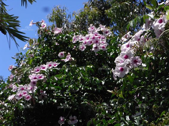Bower Vine