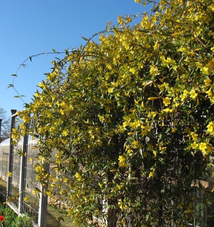 Carolina Jasmine