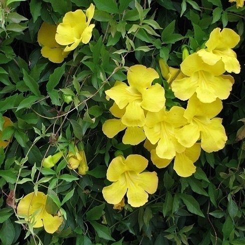 Cat Claw Vine