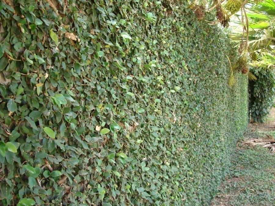 Creeping Fig