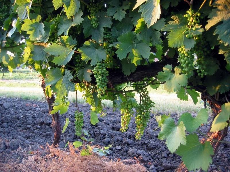 Grape Vine