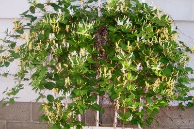 Hall’s Honeysuckle