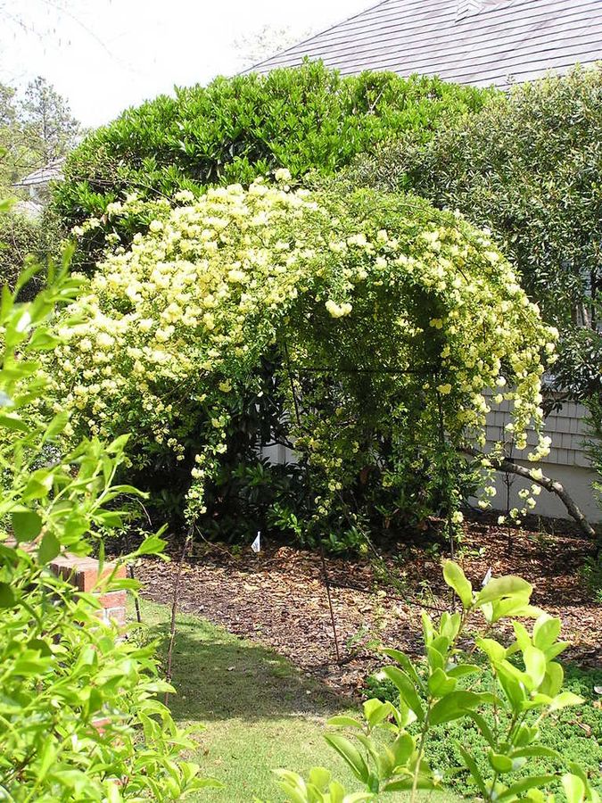 Lady Banks Rose