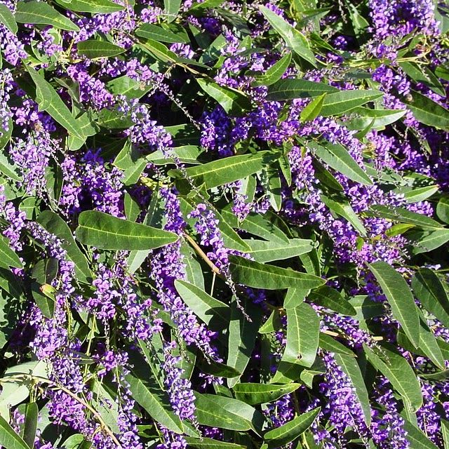 Lilac Vine