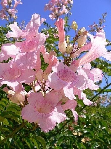 Pink Trumpet Vine