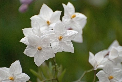 Potato Vine - White