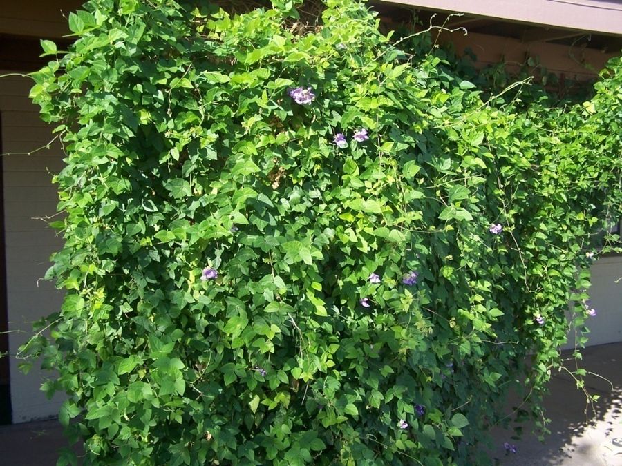 Snail Vine