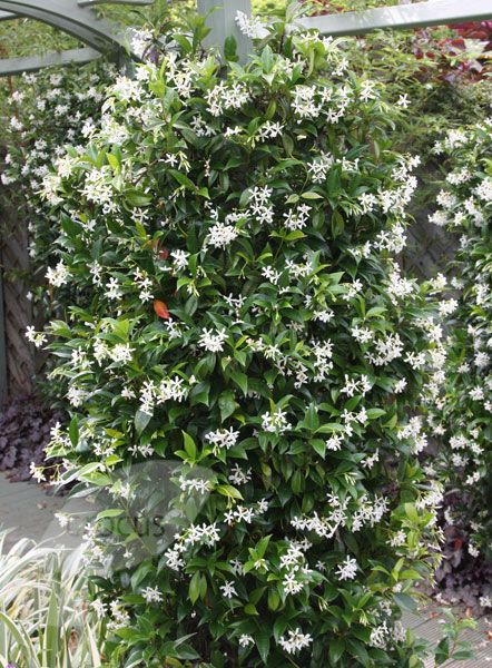 Star Jasmine