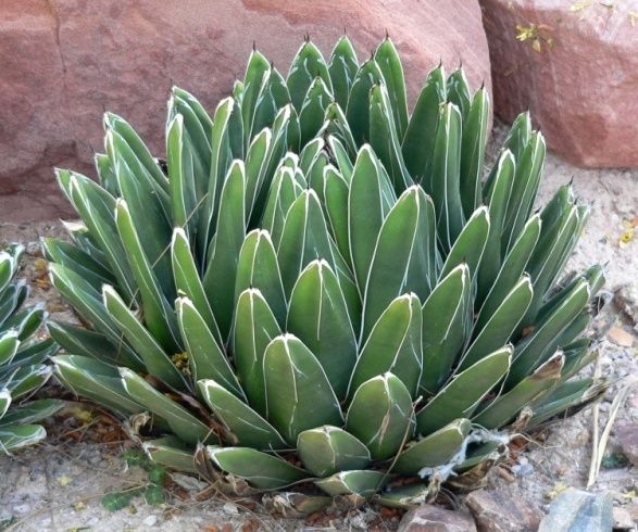 Queen Victoria Agave
