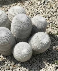 Mammillaria Cactus