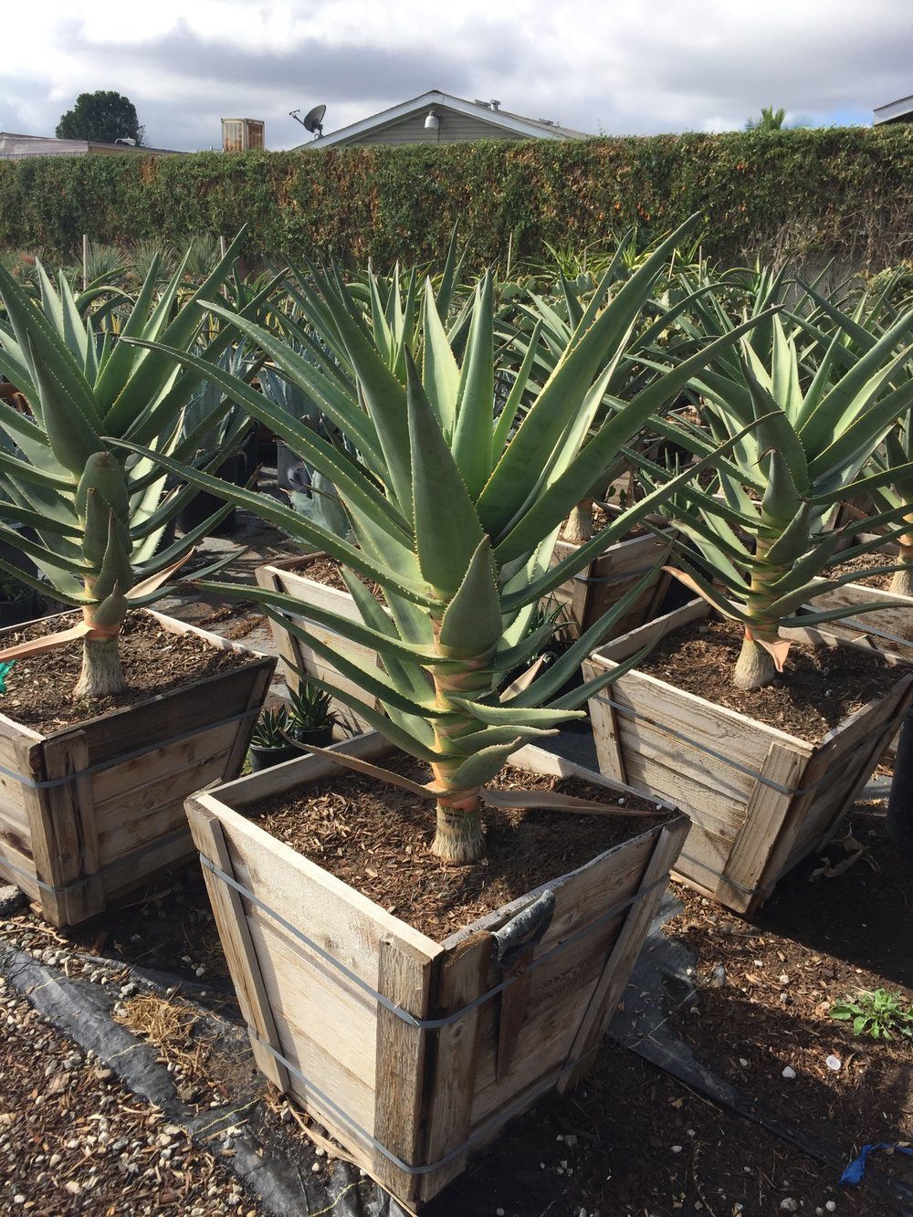 Hercules Aloe