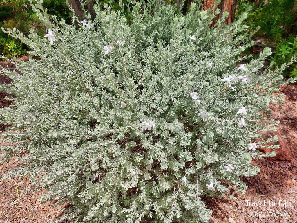 White Cloud Sage